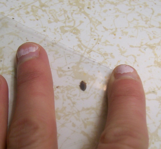 Gallery Images of How Contagious Are Bed Bugs